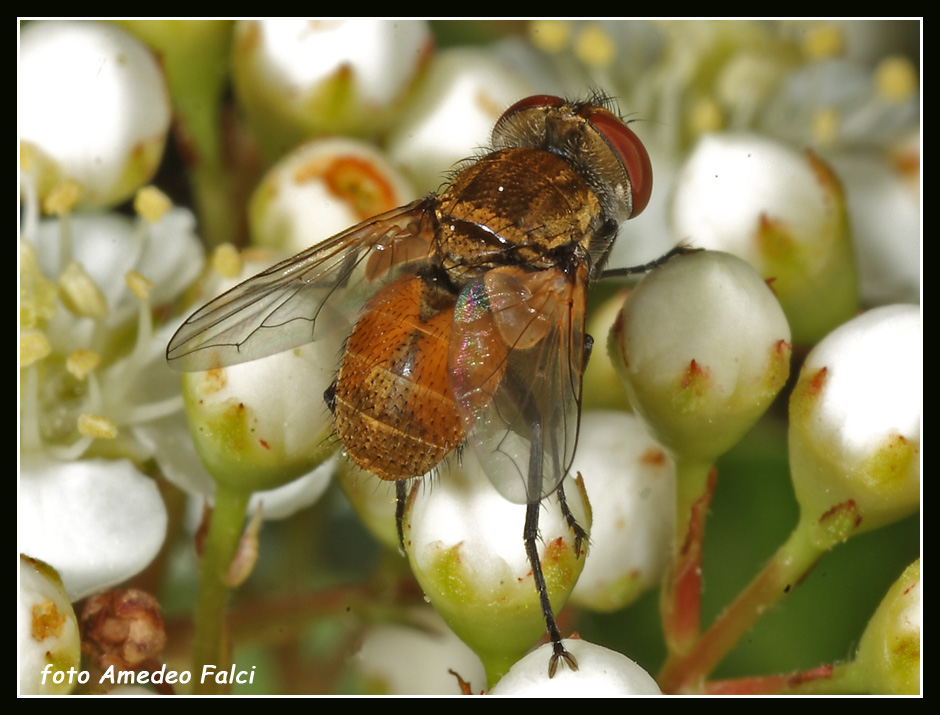 Dalla Sicilia: Eliozeta helluo (Tachinidae)